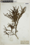 Diodia polymorpha image