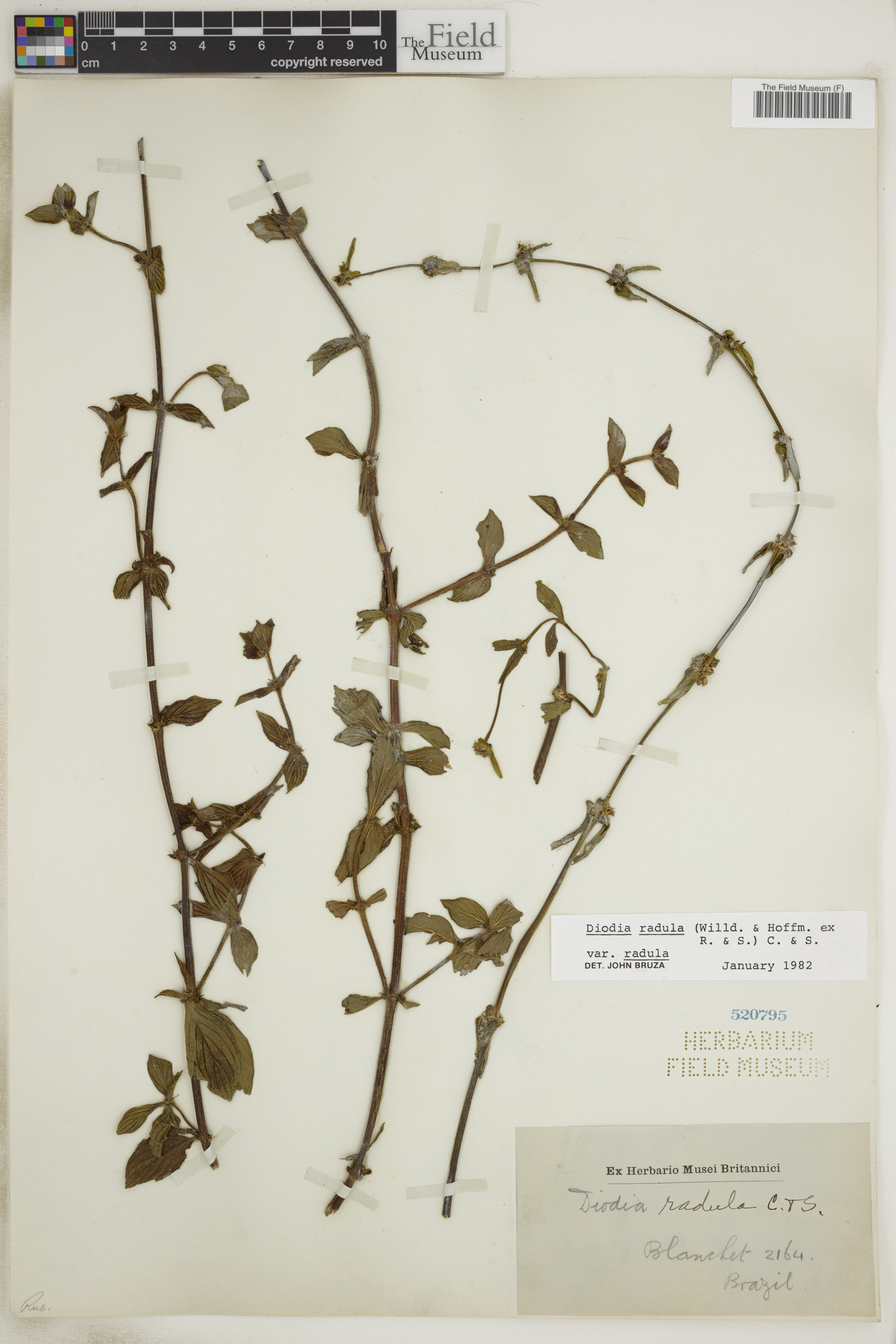 Diodia radula image