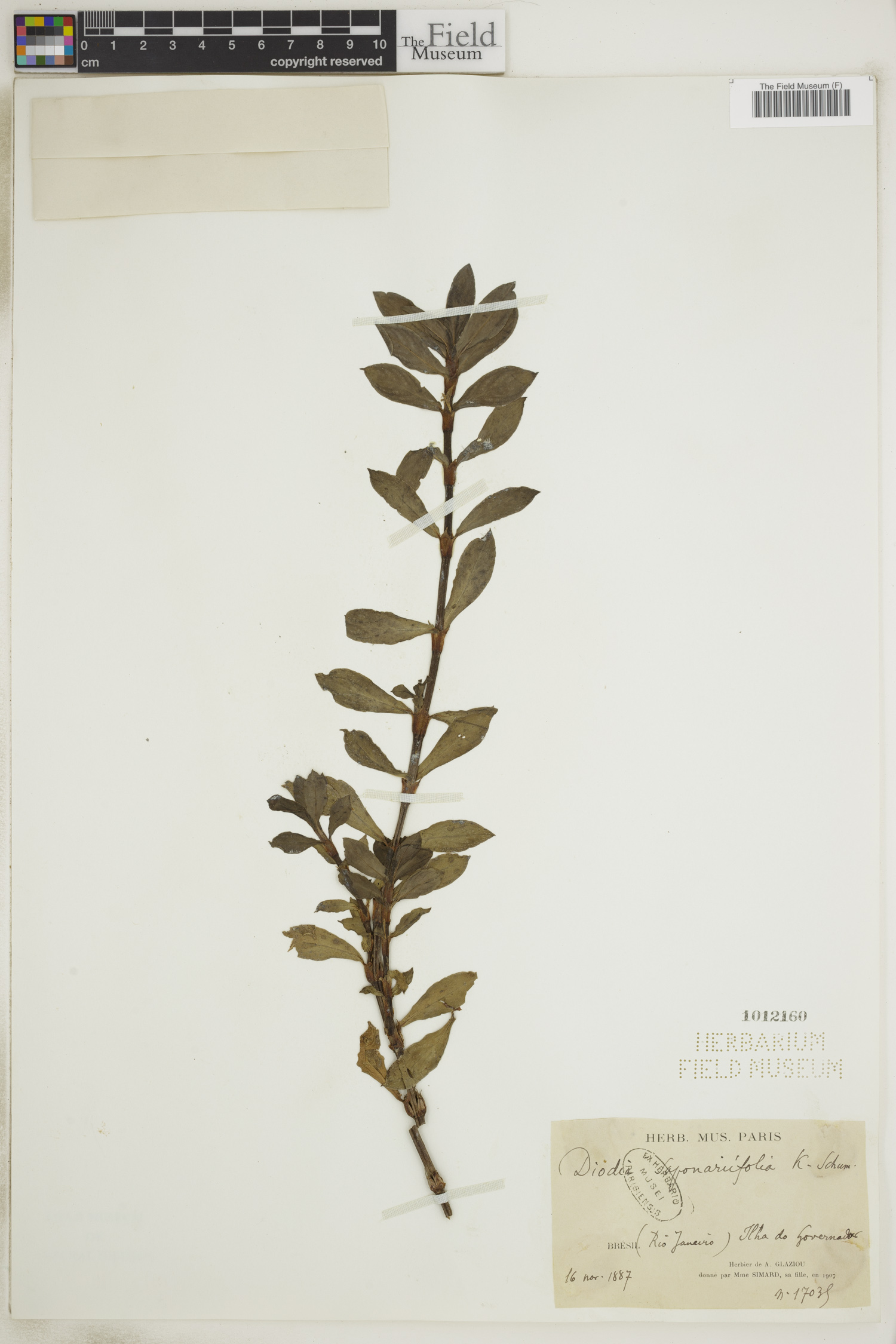 Diodia saponariifolia image