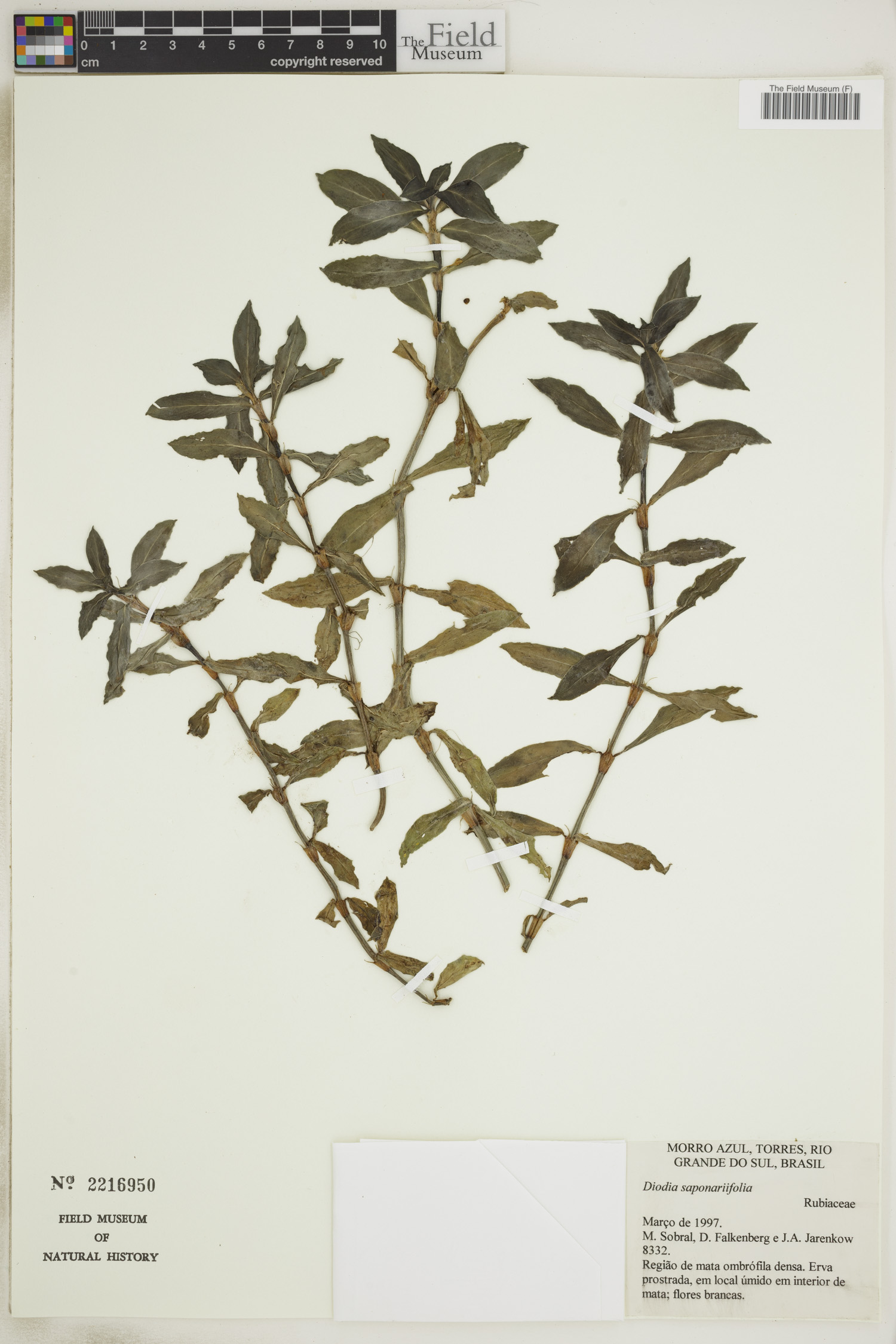 Diodia saponariifolia image