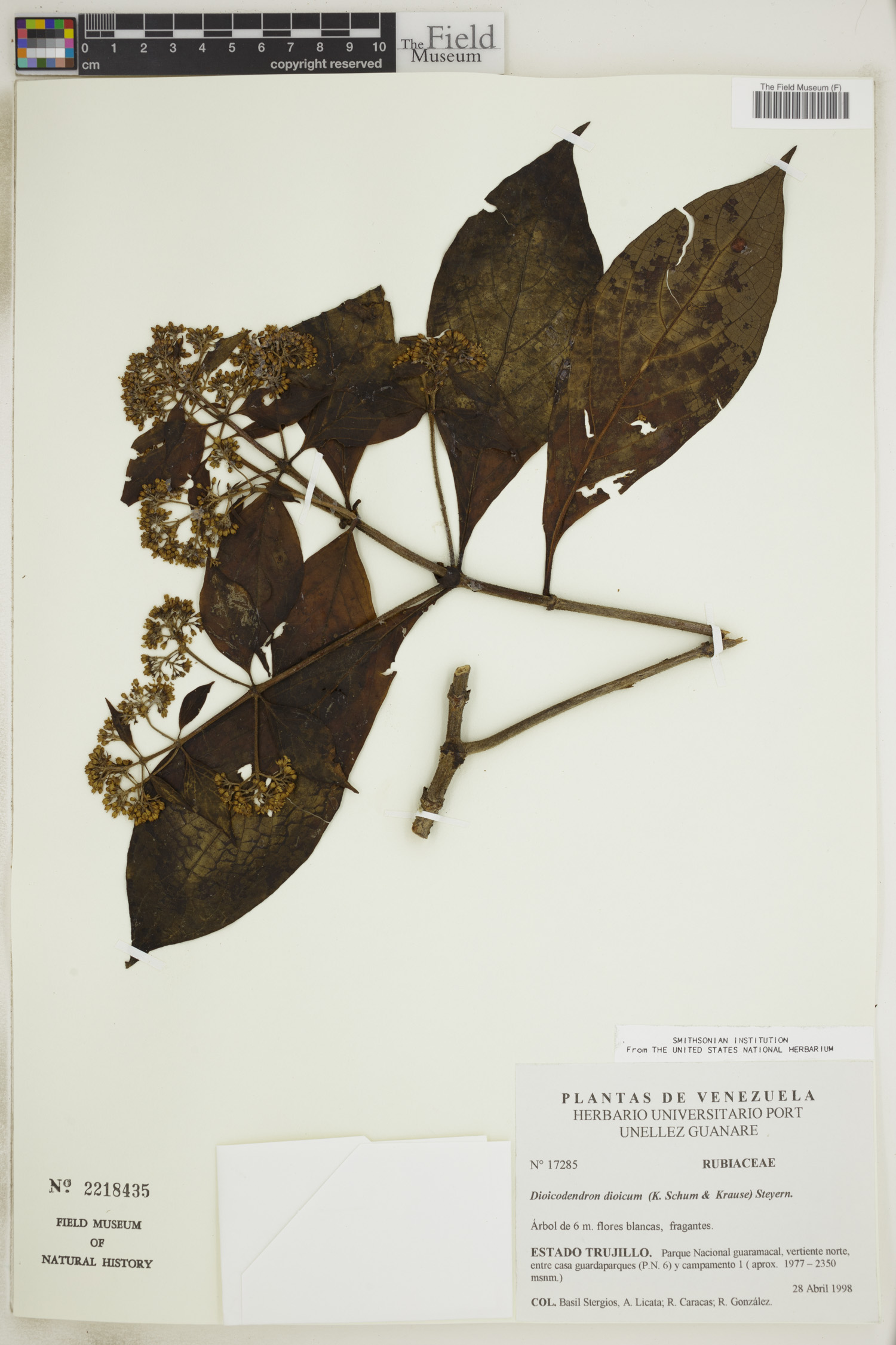 Dioicodendron dioicum image