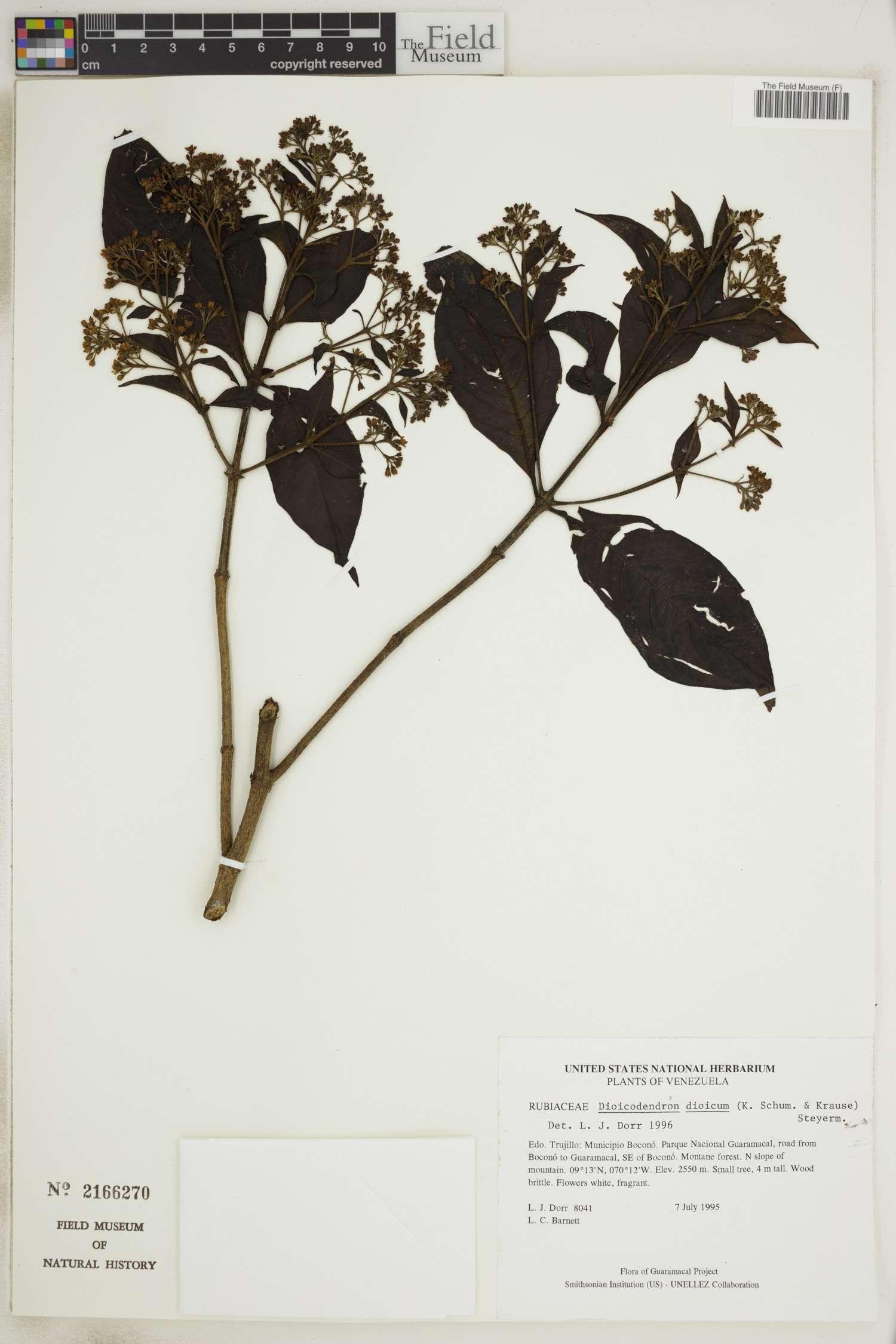 Dioicodendron image