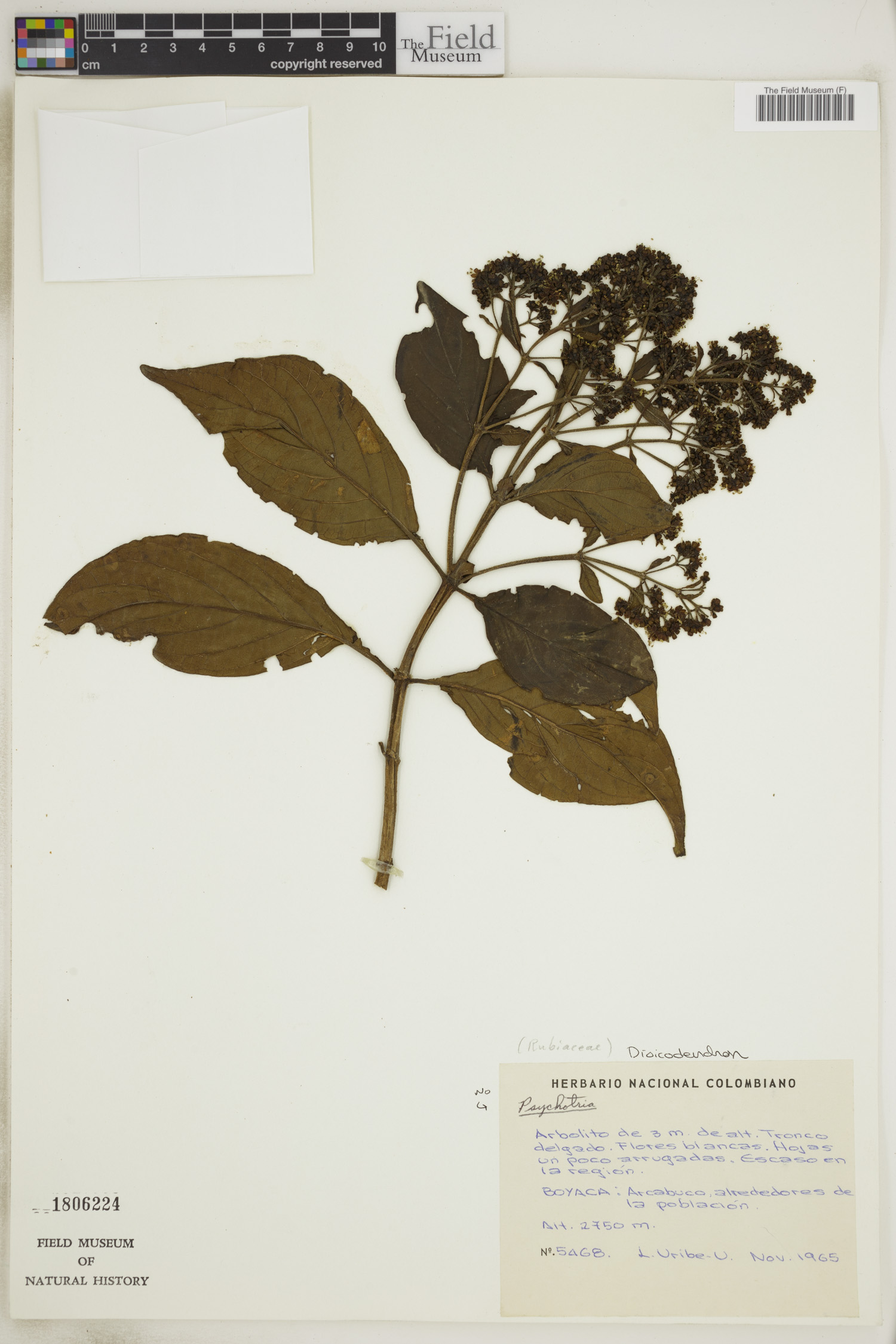 Dioicodendron