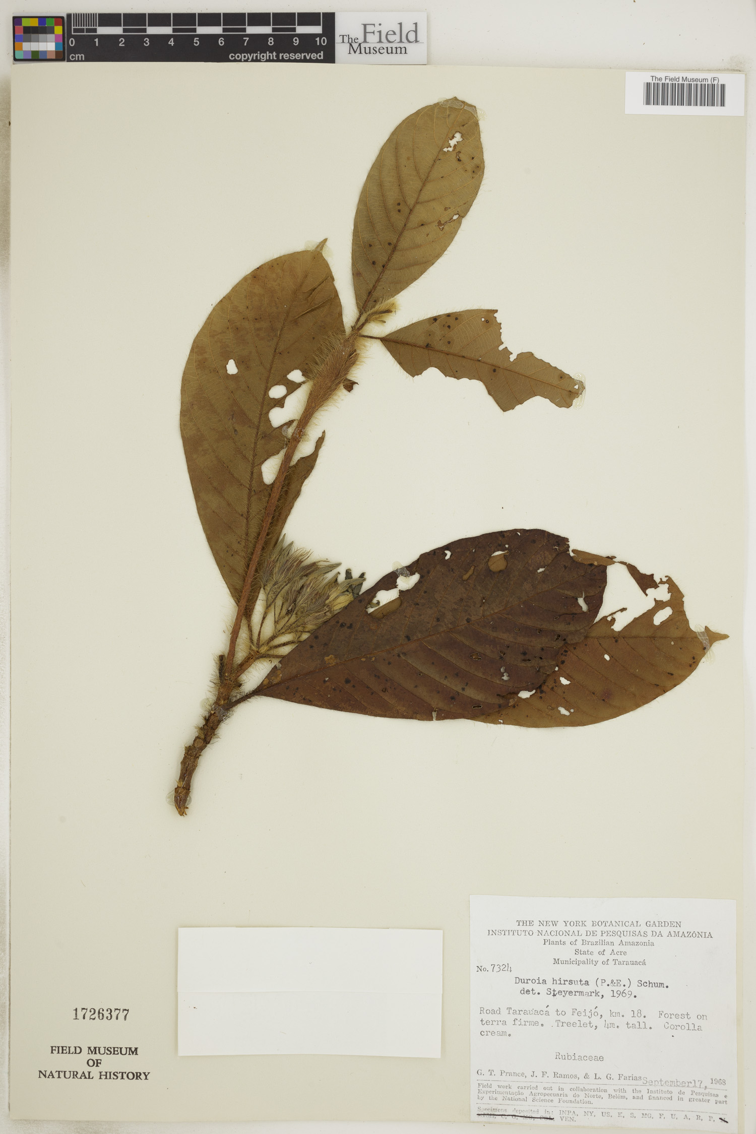 Duroia image