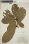 Duroia longiflora image