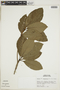 Duroia longifolia image