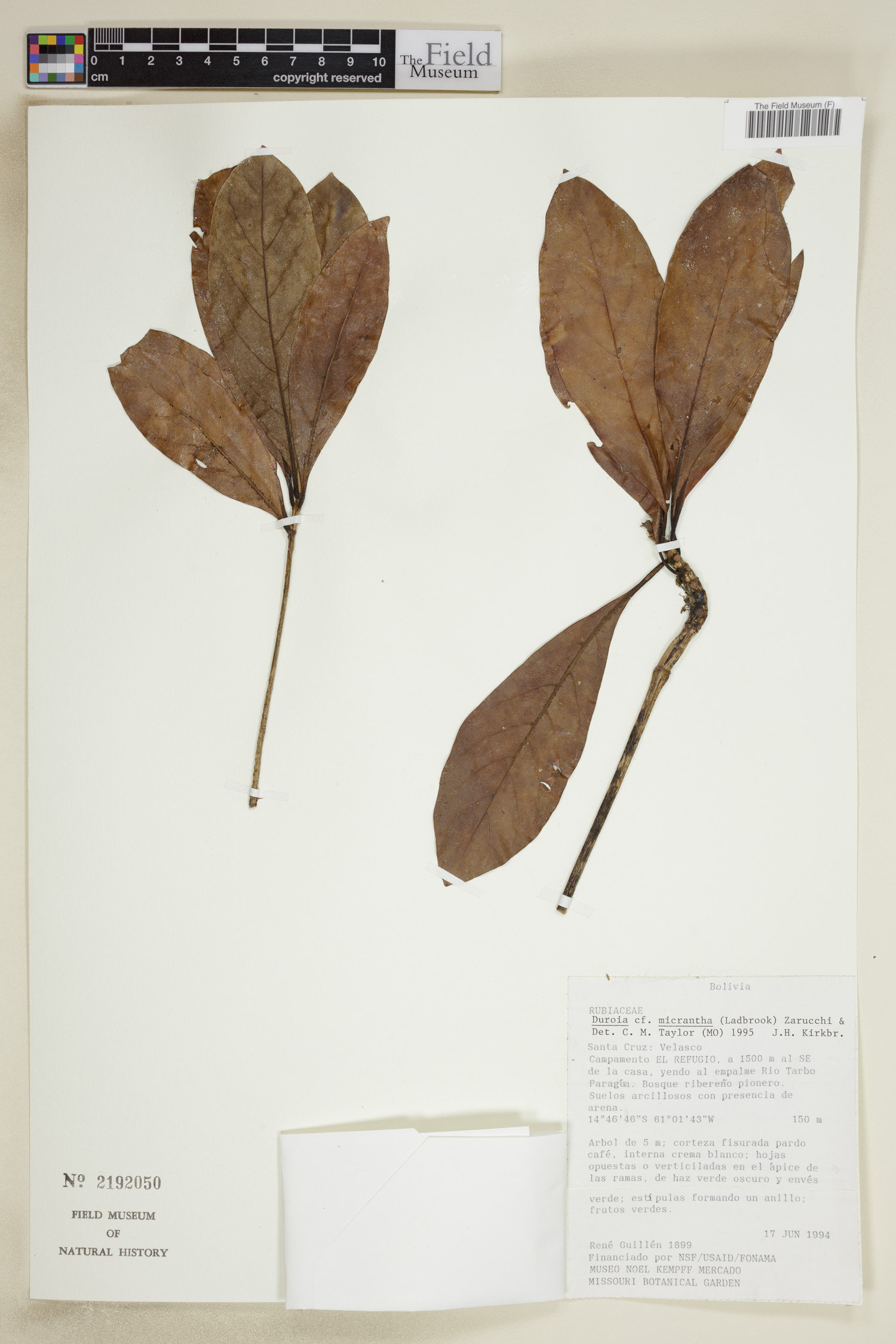 Duroia micrantha image
