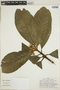 Duroia triflora image