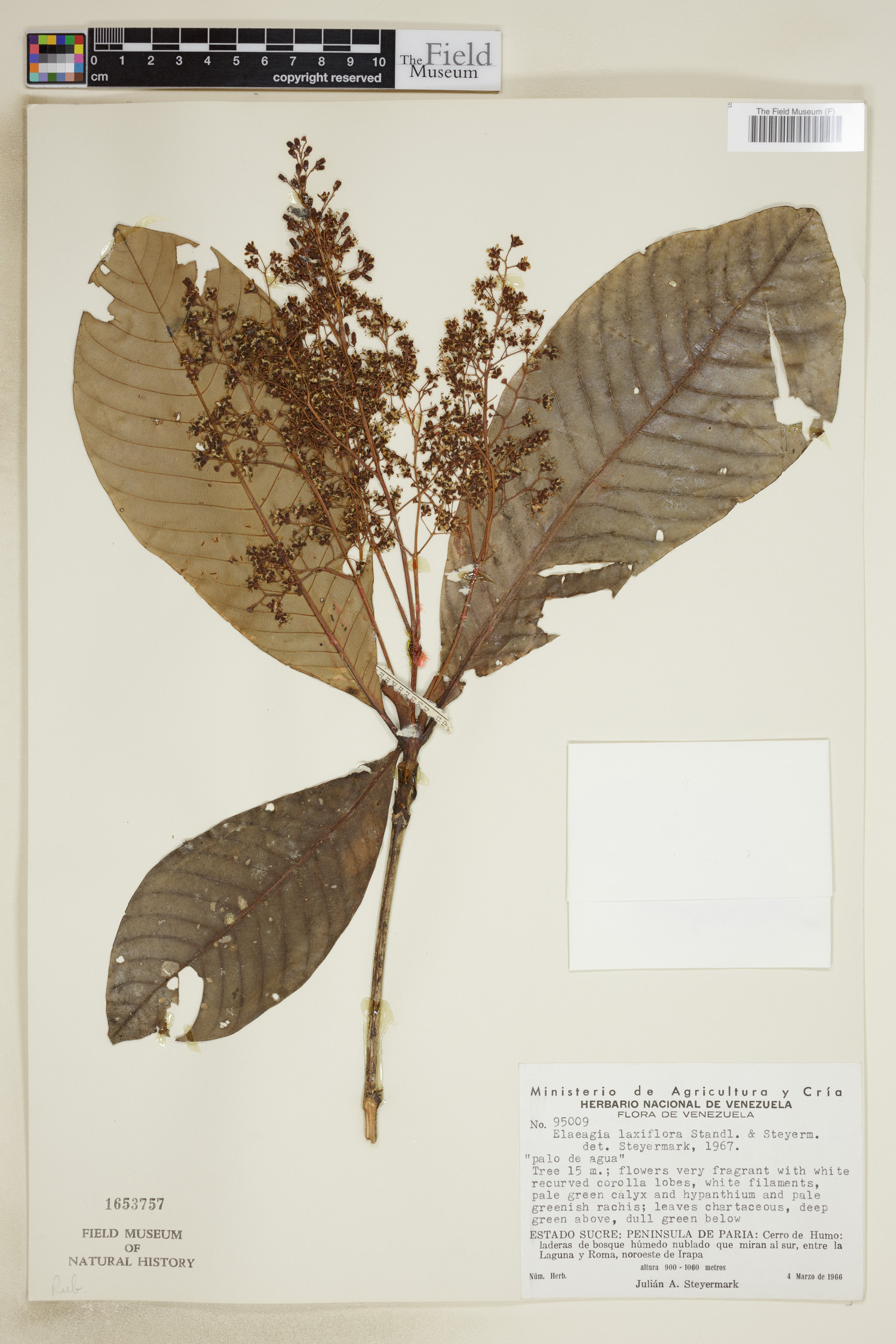 Elaeagia laxiflora image