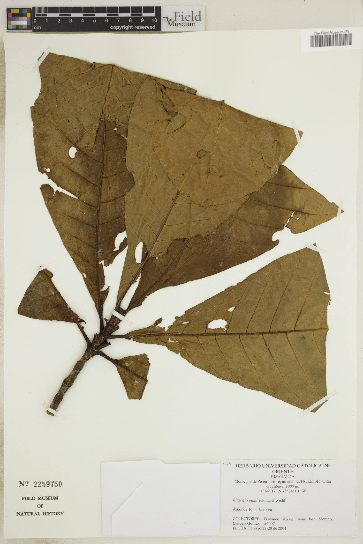 Elaeagia utilis image