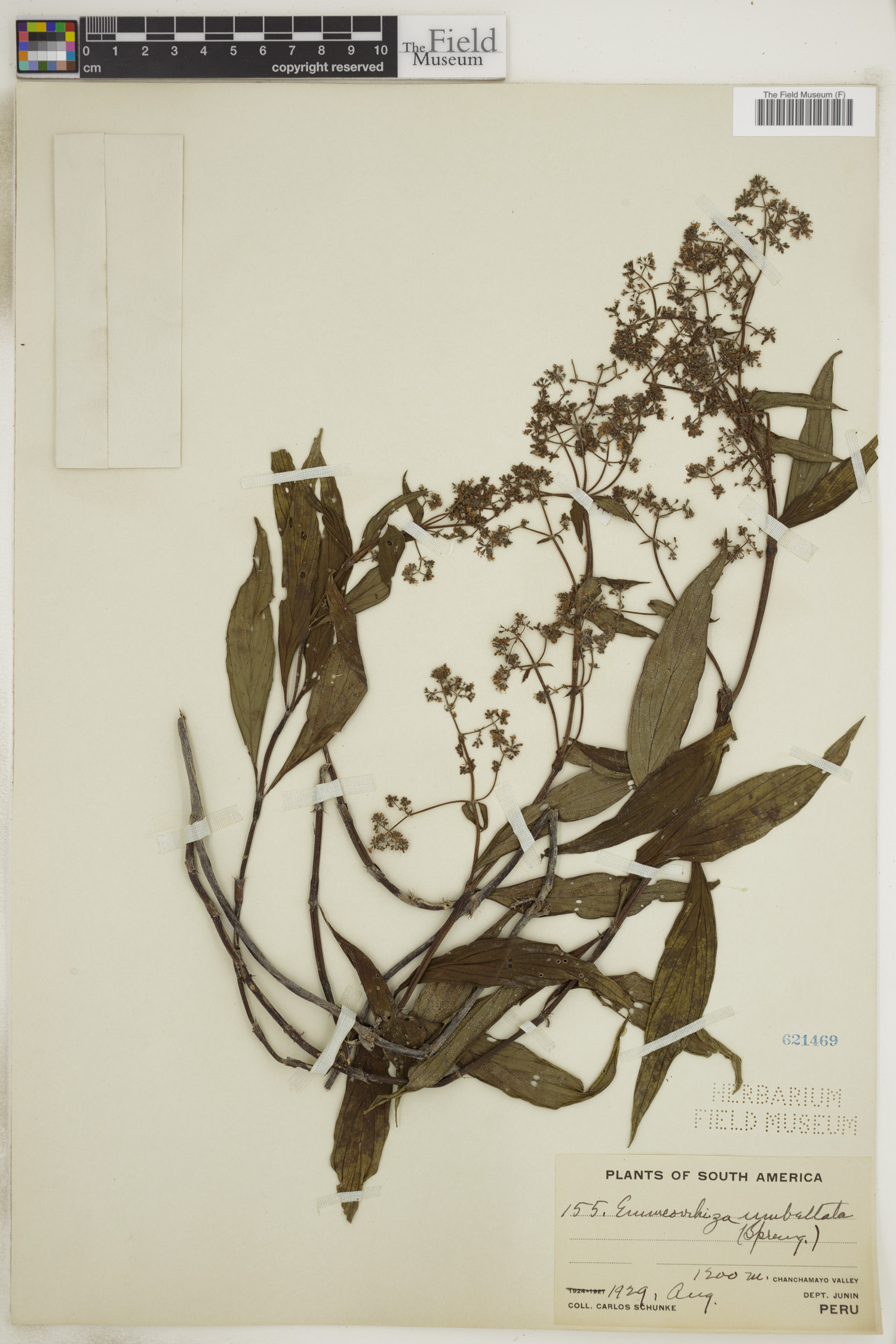 Emmeorhiza umbellata image