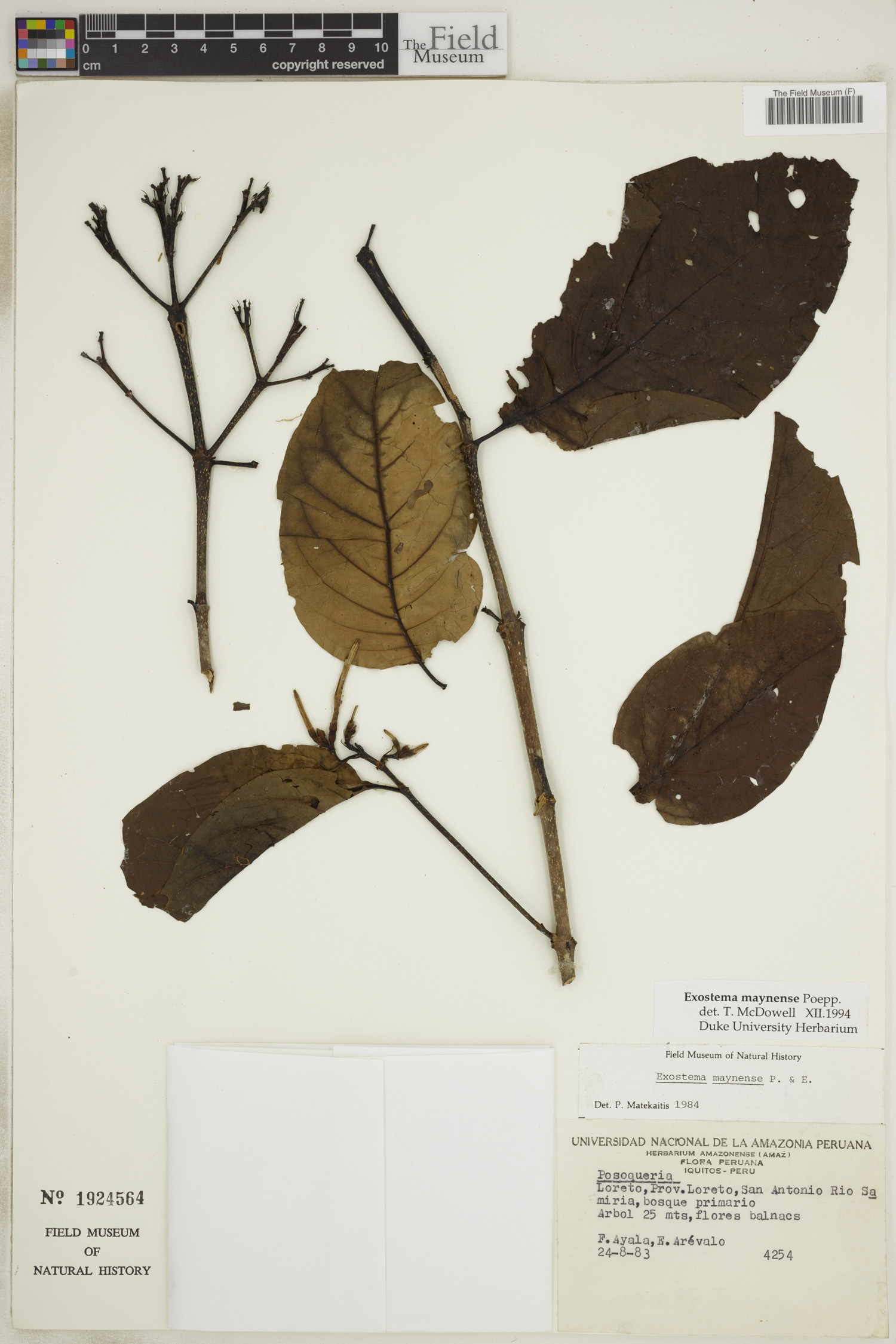 Exostema maynense image