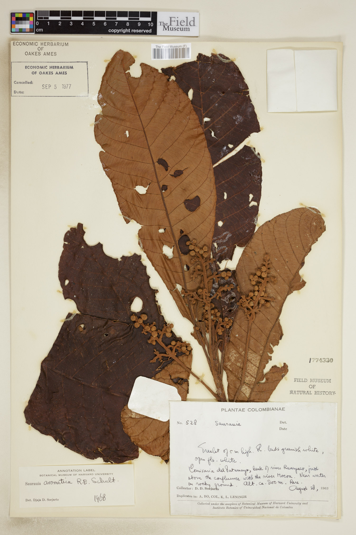 Saurauia aromatica image