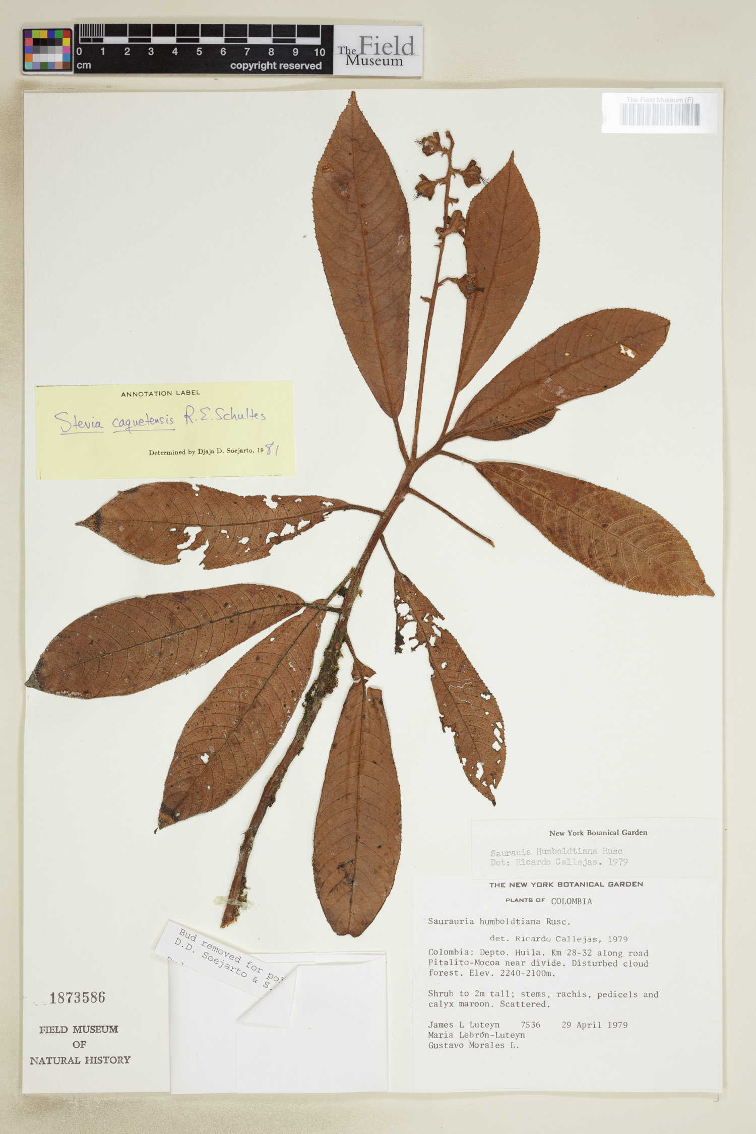 Saurauia caquetensis image