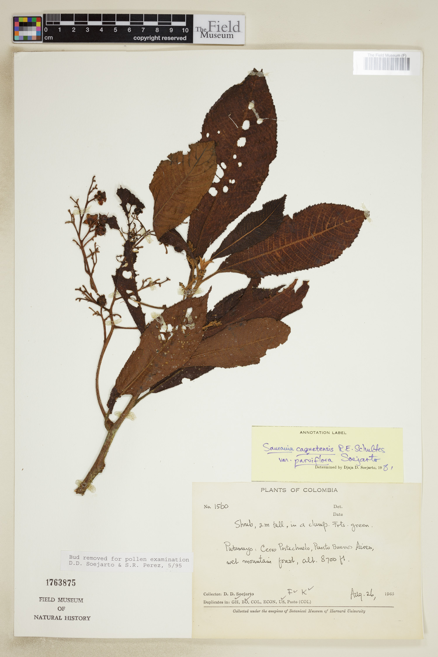 Saurauia caquetensis var. parviflora image