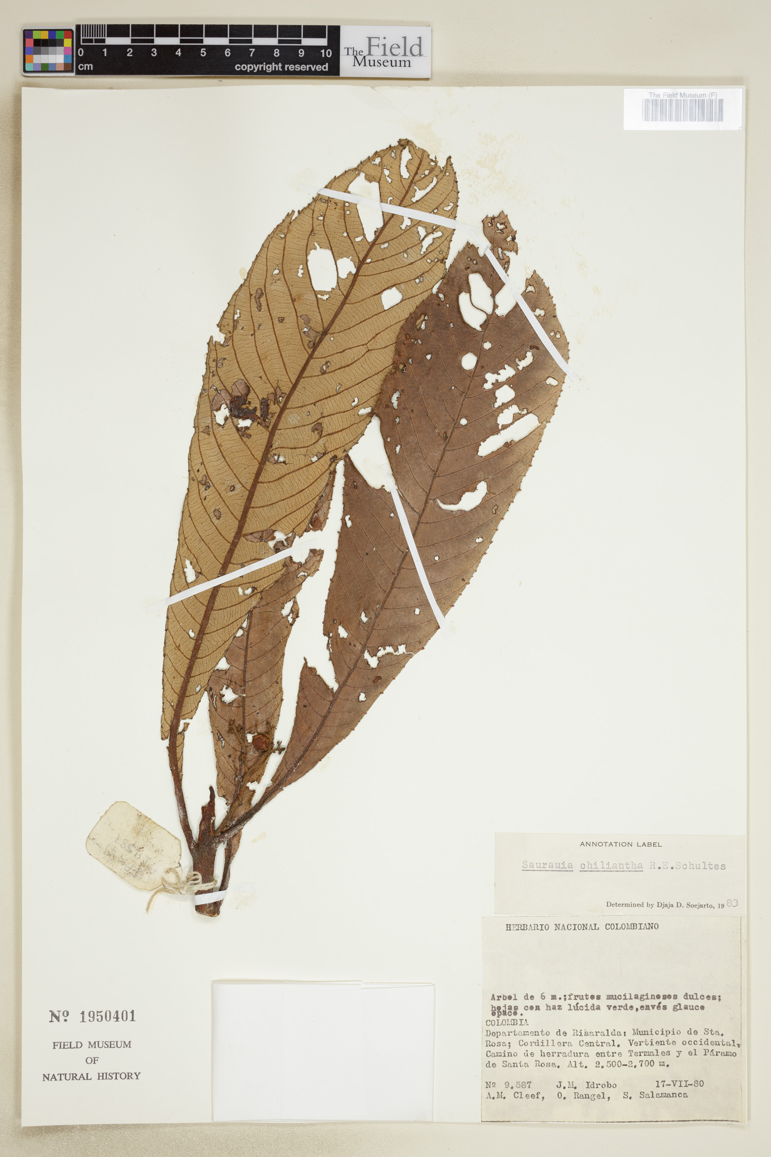 Saurauia chiliantha image