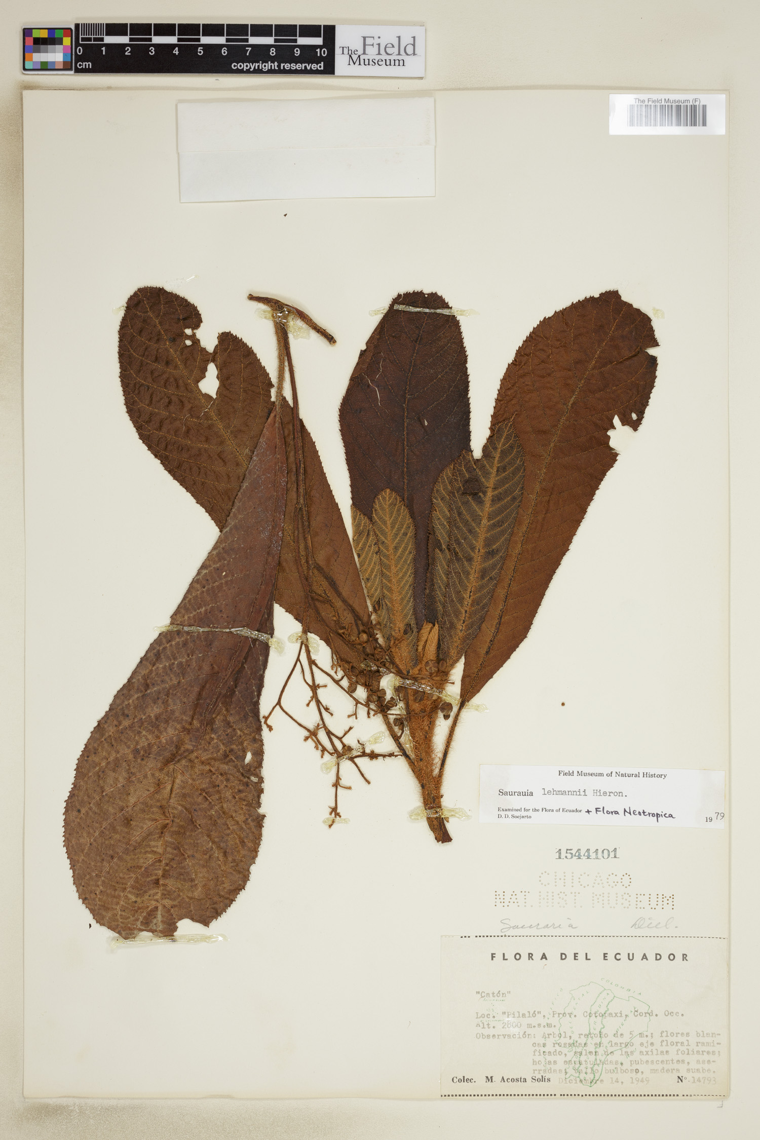 Saurauia lehmannii image