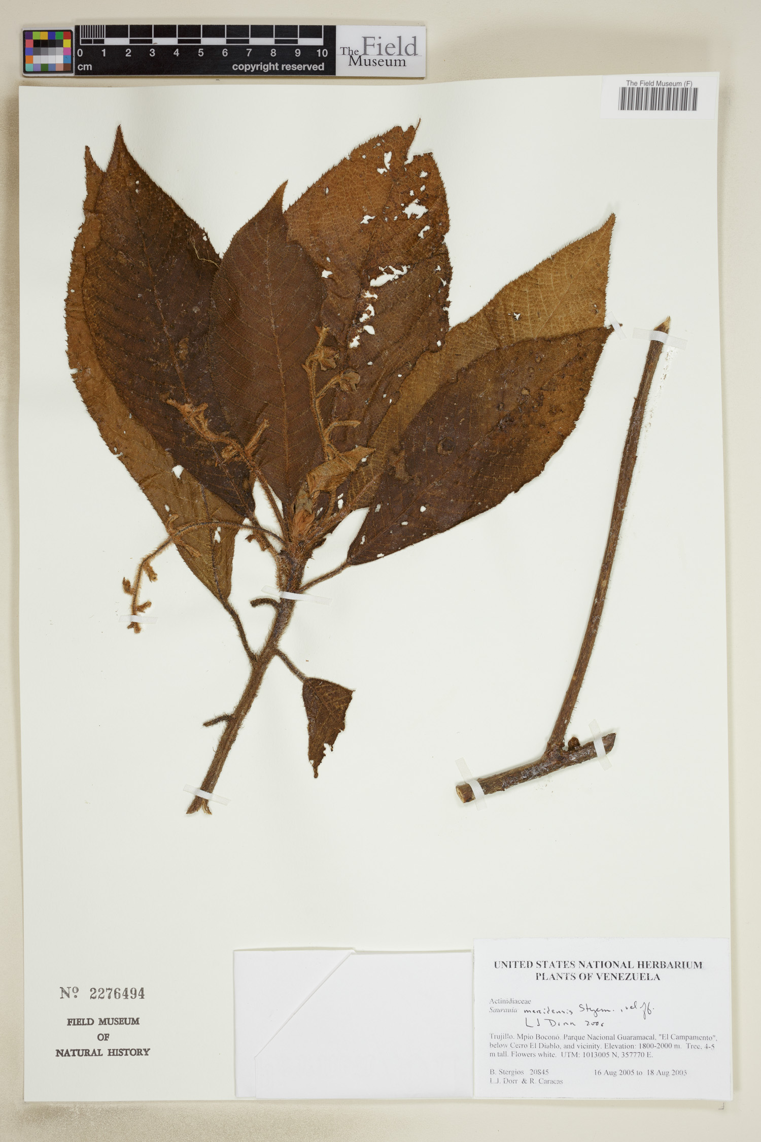 Saurauia meridensis image
