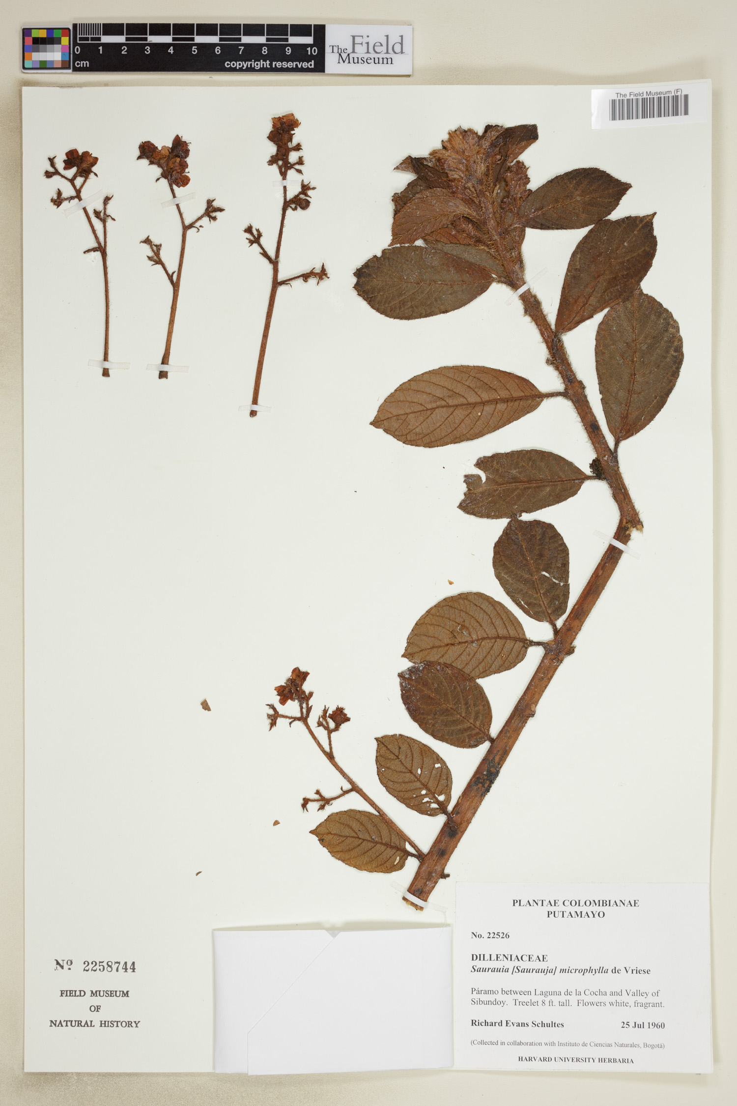 Saurauia microphylla image