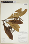 Saurauia parviflora image