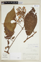 Saurauia peduncularis image