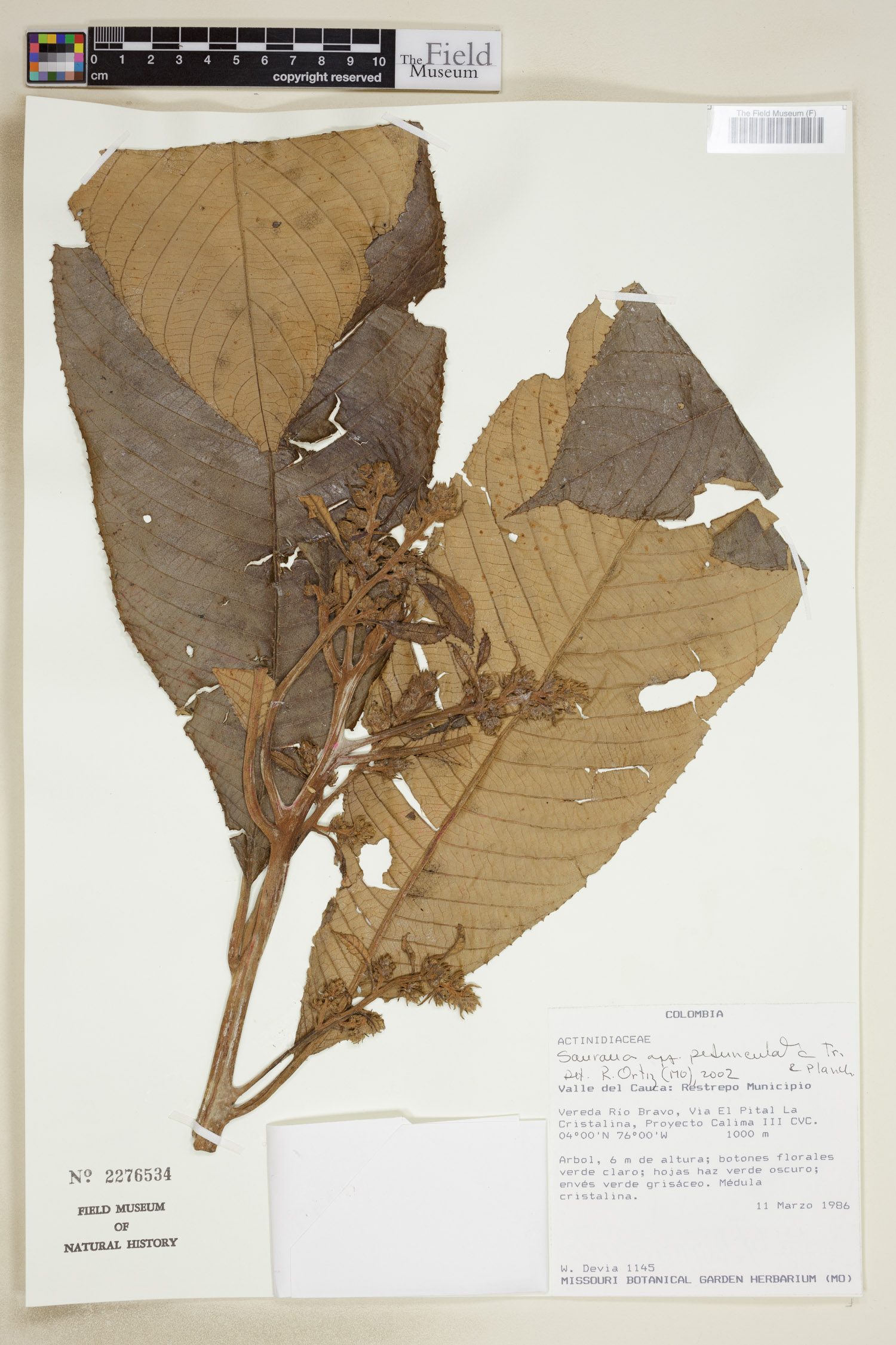Saurauia peduncularis image