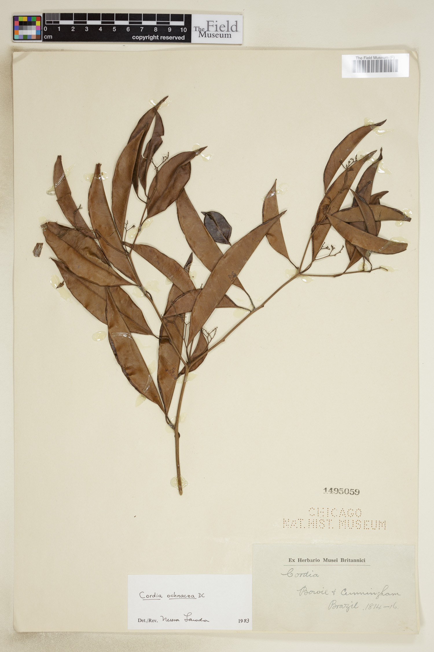 Cordia ochnacea image