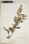 Varronia paucidentata image