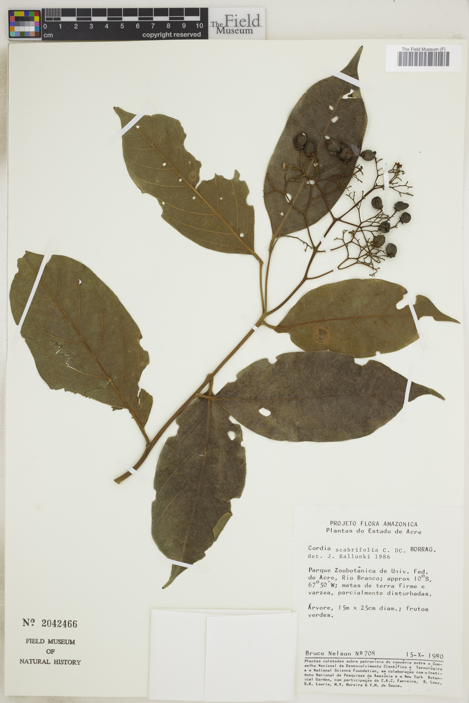 Cordia scabrifolia image
