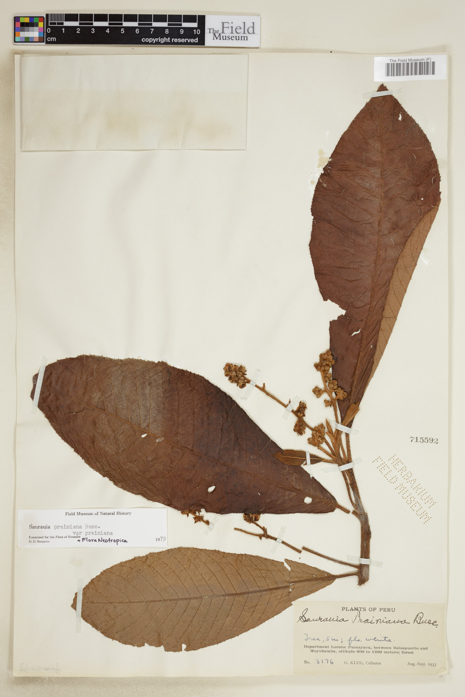 Saurauia prainiana var. prainiana image