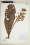 Saurauia pseudostrigillosa image