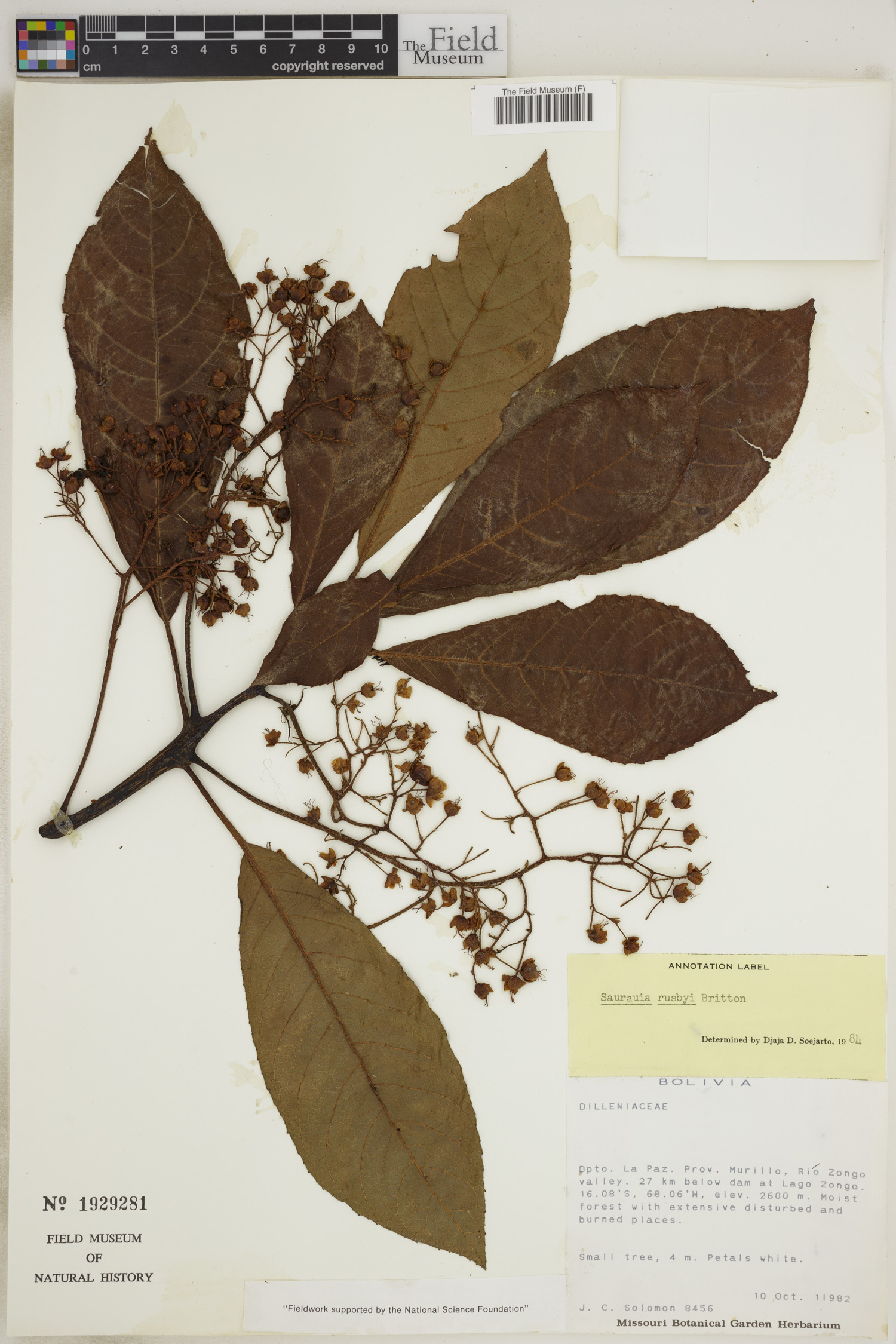 Saurauia rusbyi image