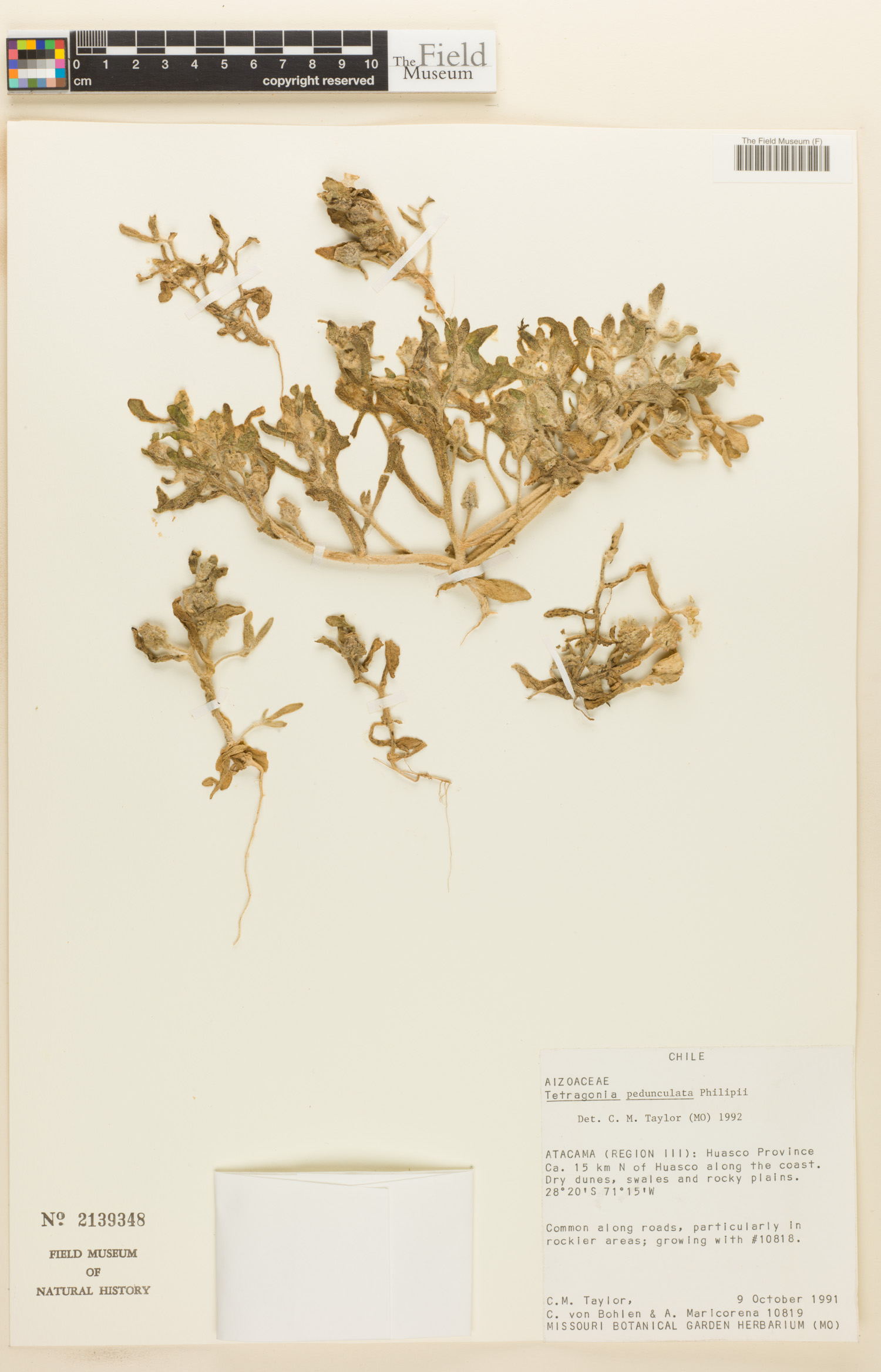 Tetragonia pedunculata image