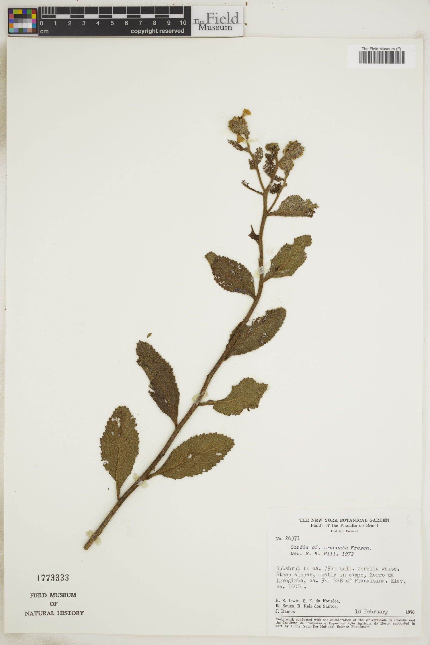 Varronia truncata image