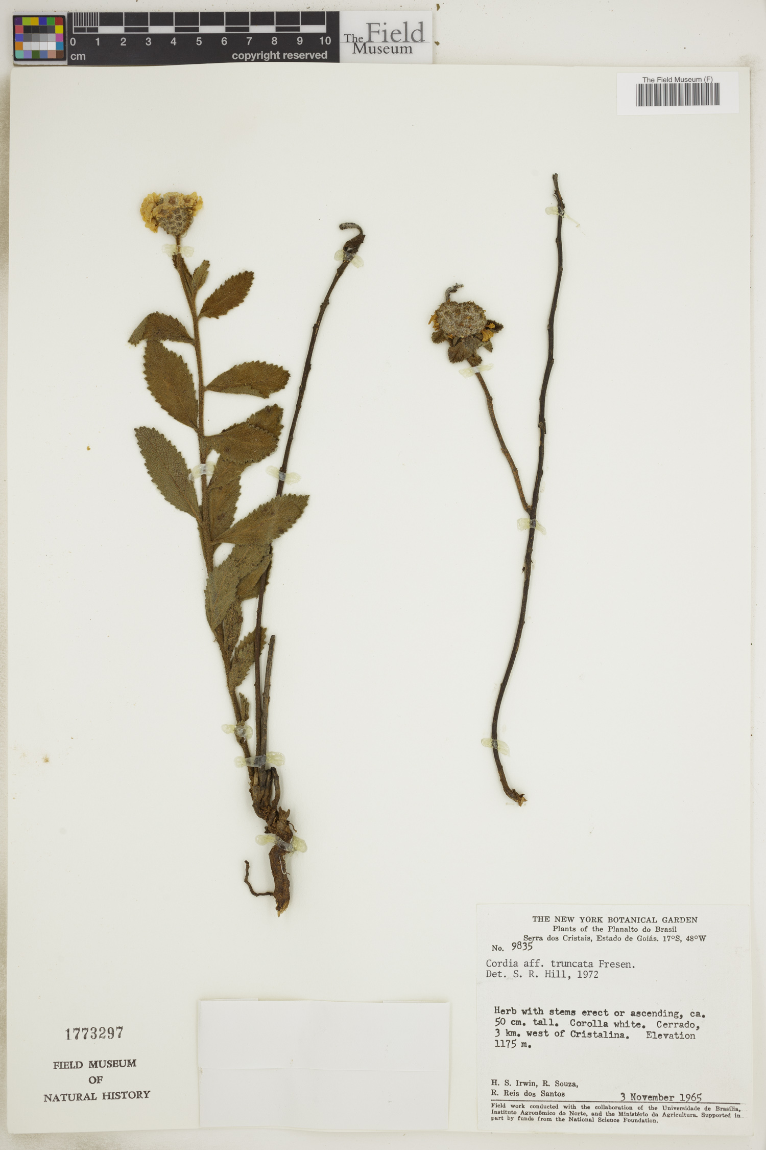 Varronia truncata image