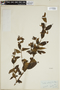 Varronia urticifolia image
