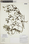 Cryptantha granulosa image