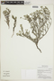Cryptantha parviflora image