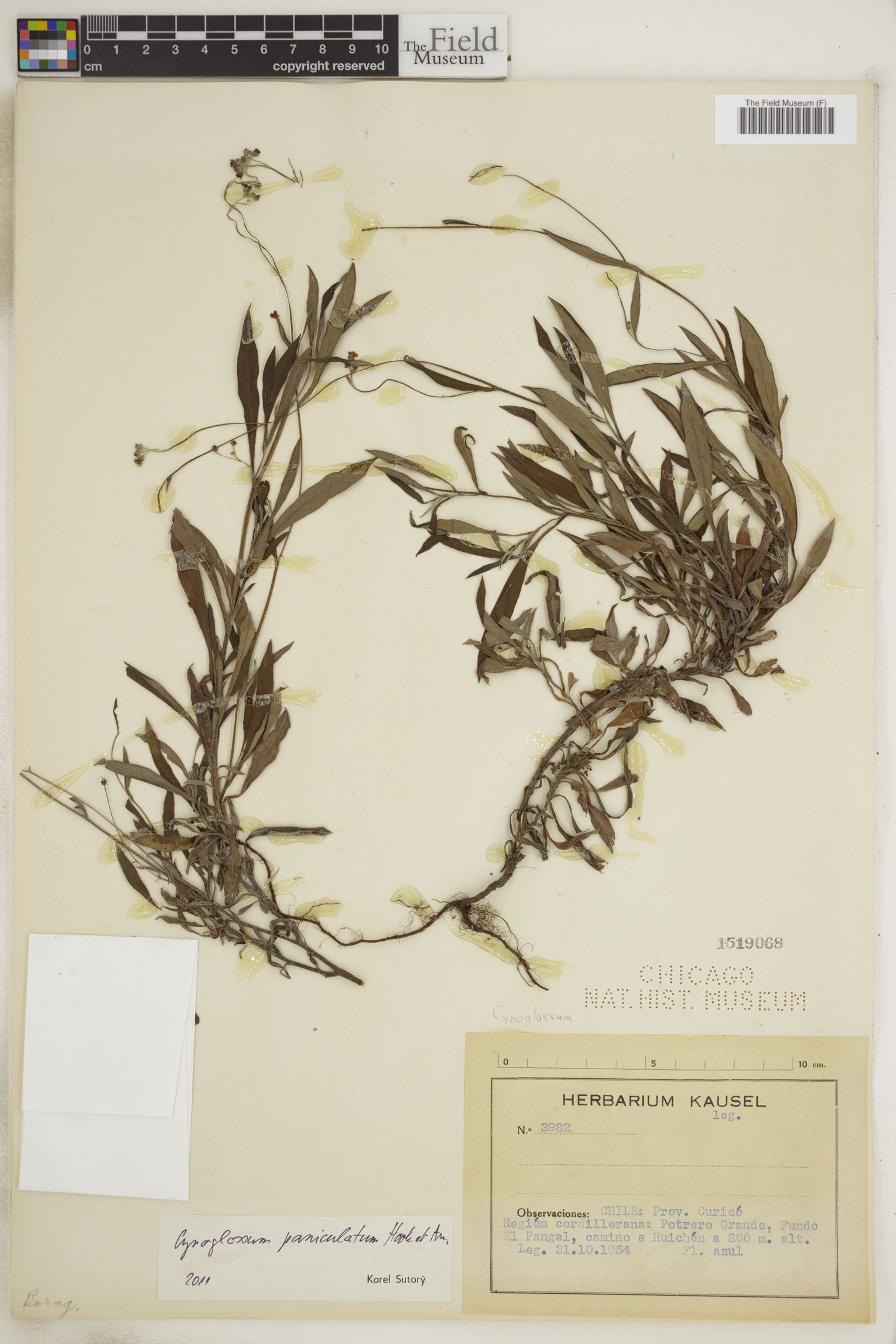 Selkirkia pauciflora image