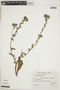 Echium plantagineum image