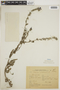 Echium violaceum image