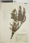 Echium violaceum image