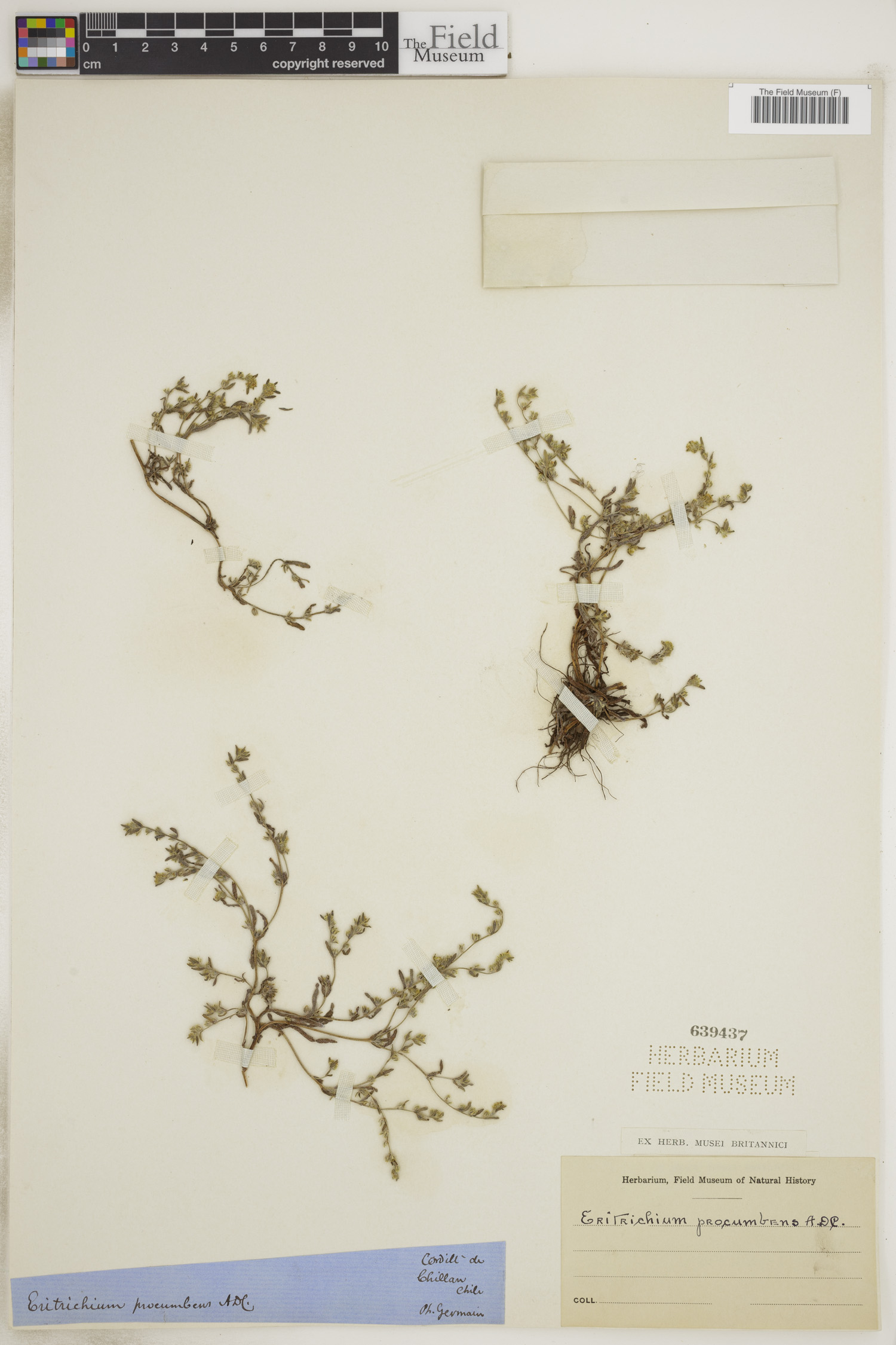 Eritrichium procumbens image