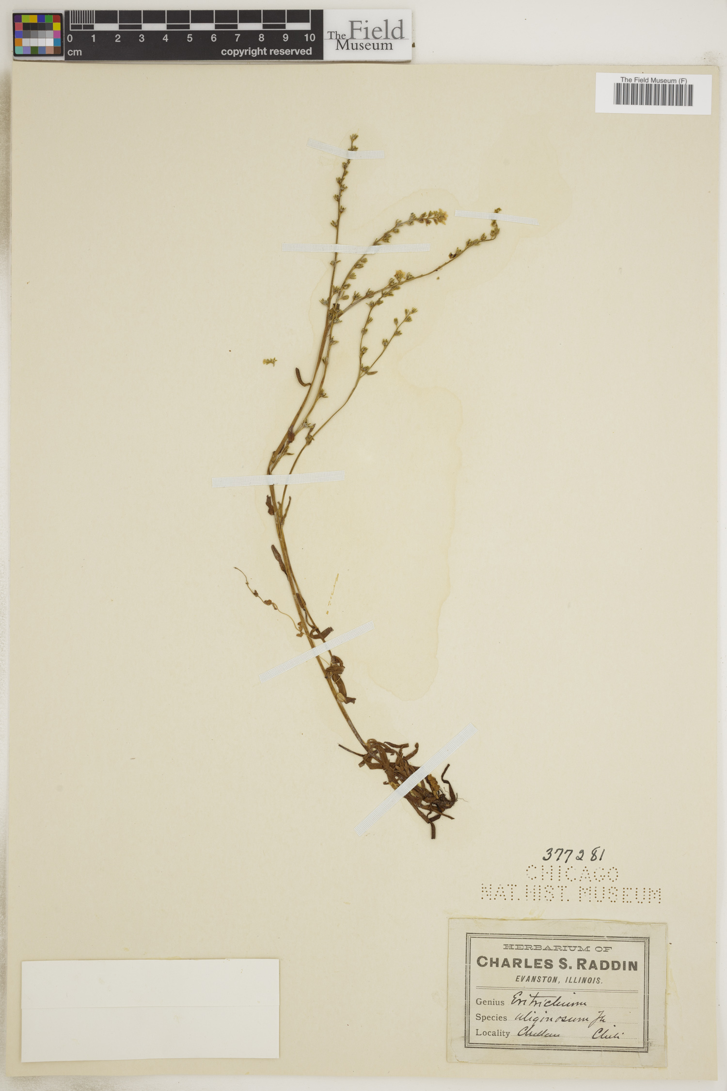Eritrichium uliginosum image