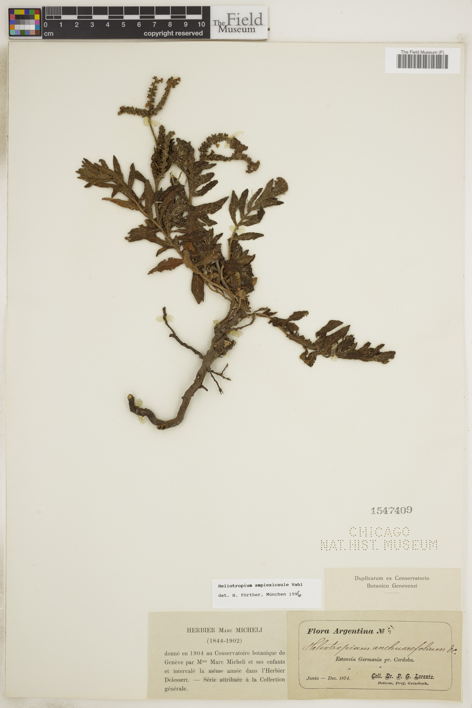 Heliotropium amplexicaule image