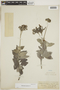 Heliotropium argenteum image