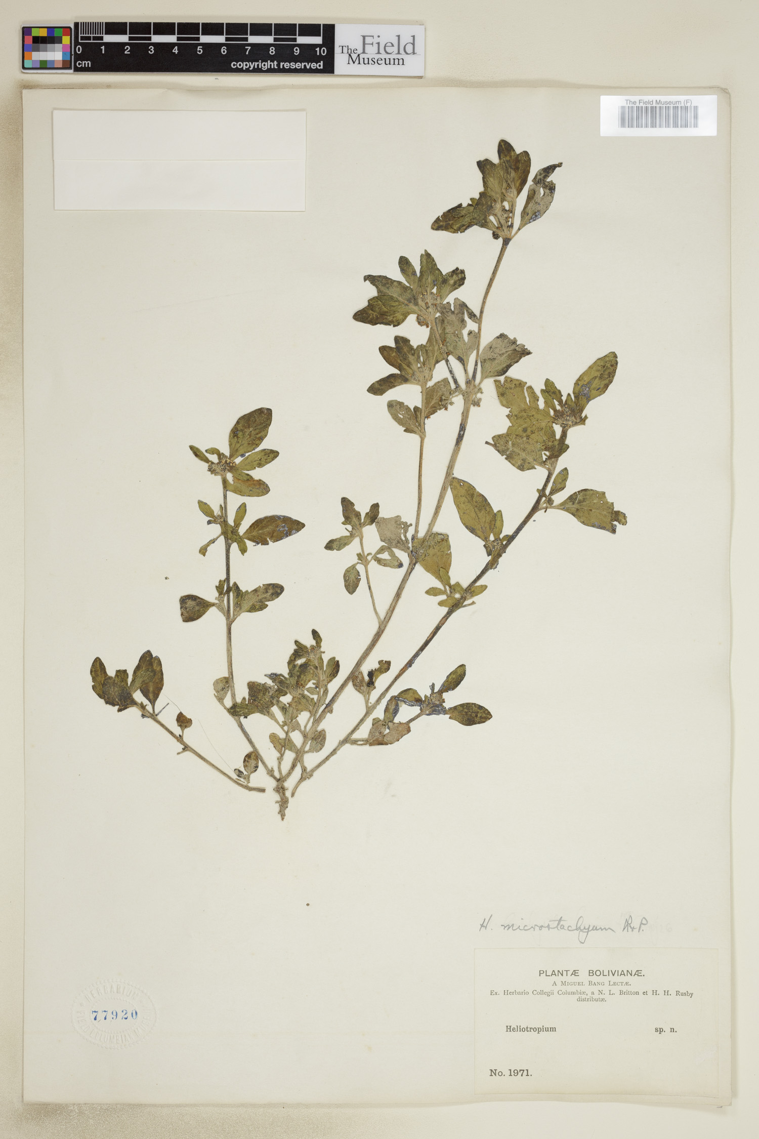 Heliotropium microstachyum image