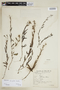 Heliotropium campestre image