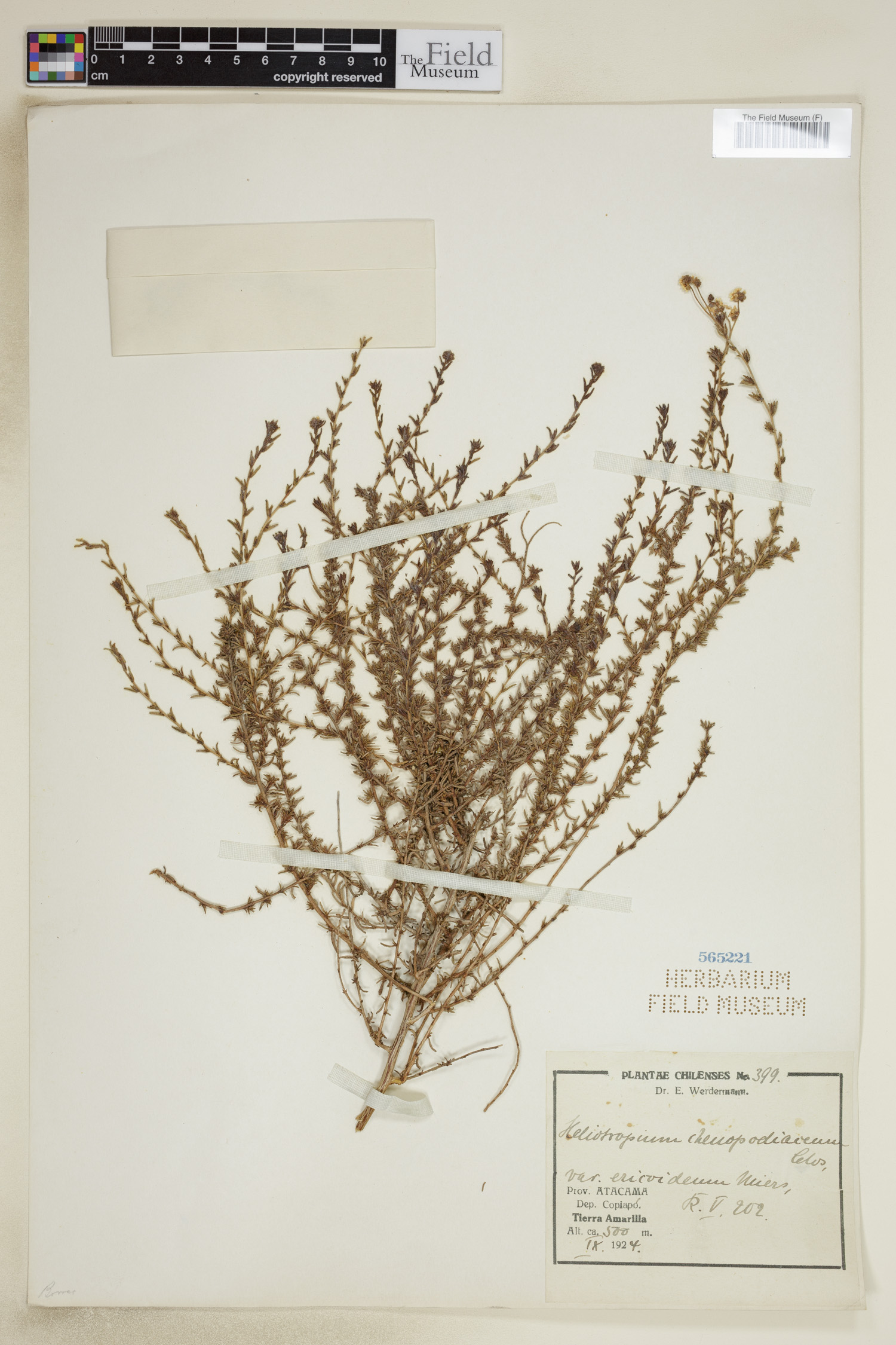 Heliotropium chenopodiaceum image