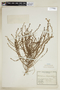Heliotropium chenopodiaceum image